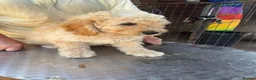 Poodle dogs for sale: Stunning Smaller Moyen Poodle puppies available - Advert 13