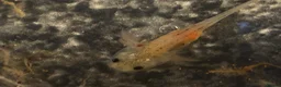 Axolotl reptiles for sale: Baby axolotls  - Advert 5