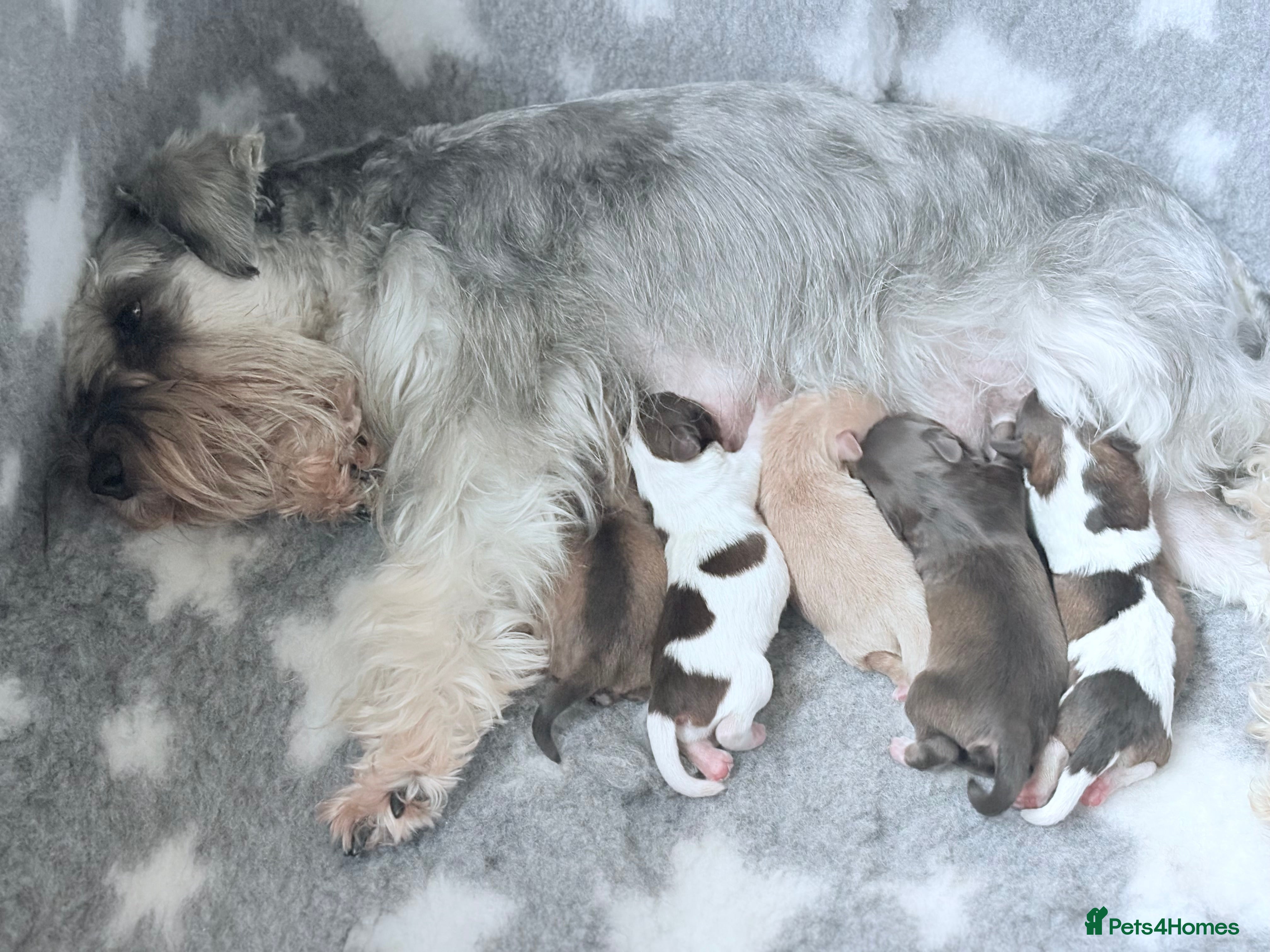 Miniature Schnauzer dogs KC BVA H/T Wheaten, Chocolate Parti Mini Schnauzer in Castleford - Advert 8