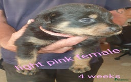 Rottweiler dogs for sale: Chunky big boned rottweilers  - Image 29