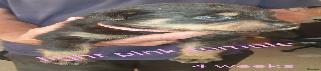 Light pink puppy