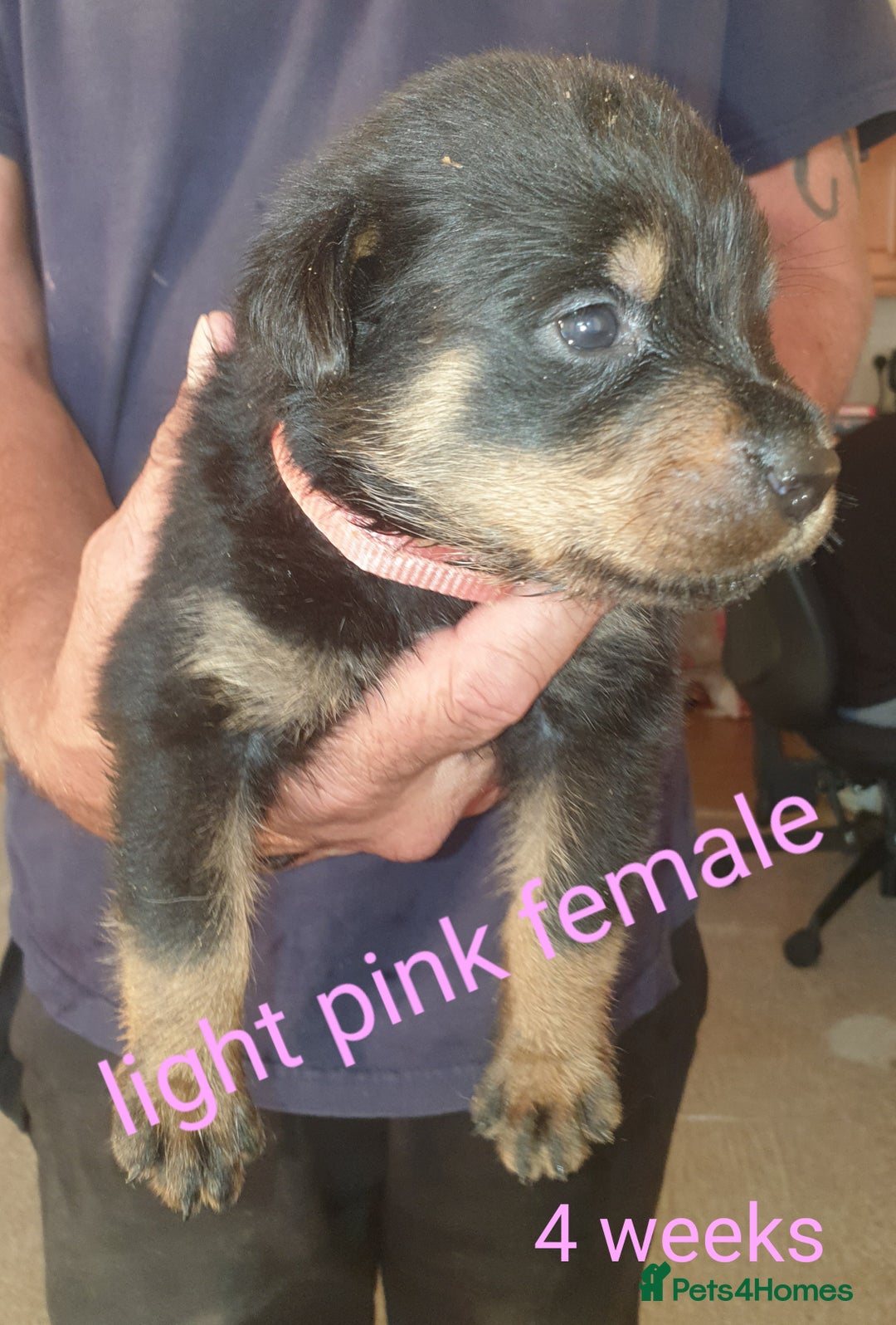 Rottweiler dogs for sale: Chunky big boned rottweilers  - Image 29
