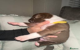 Mixed Breed dogs for sale: Olde English Bulldogge/Staffy bull Collie mix - Image 35