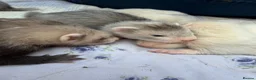 Ferret rodents for sale: Stunning baby ferrets for sale  - Advert 5
