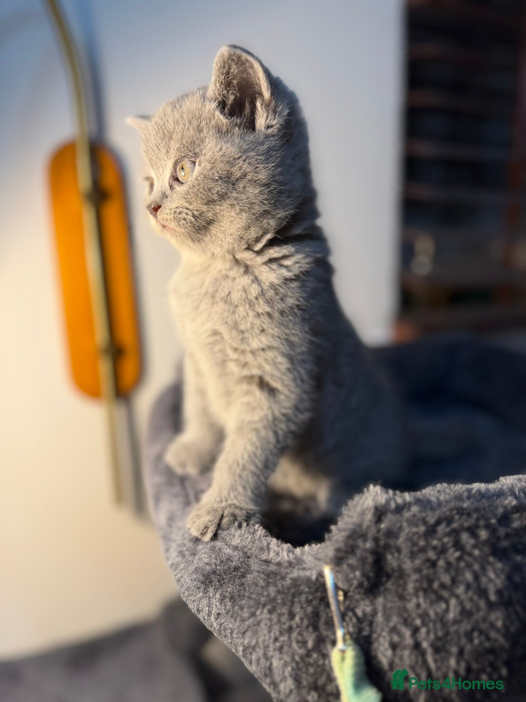 British Shorthair cats for sale: 🐾 British Shorthair × Scottish Straight Kittens - Advert 7
