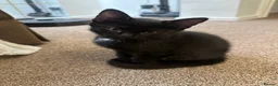 Mixed Breed cats for sale: Lovely 8-Week-Old Kittens (Flea/Worm Treated)⁠ in Chigwell - Advert 7