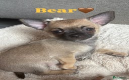 Chihuahua dogs for sale: Merle Chihuahua Puppies - Image 8