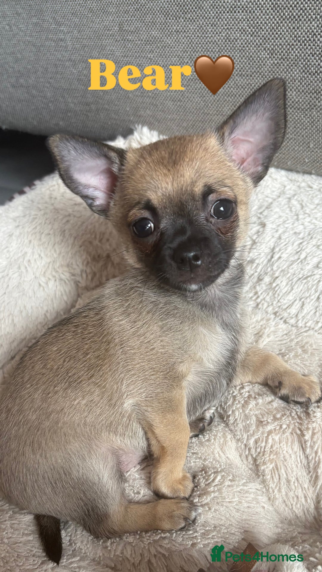 Chihuahua dogs for sale: Merle Chihuahua Puppies - Image 8
