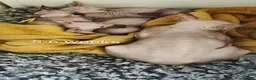 Sphynx cats for sale: Canadian Sphynx Tica registered,Blue eyes. - Advert 10