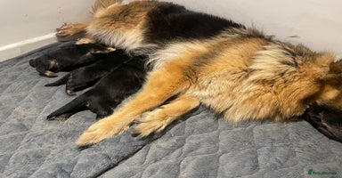 German Shepherd dogs - Advert 1