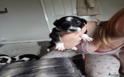 Border Collie dogs for sale: Border collie pups  - Image 3