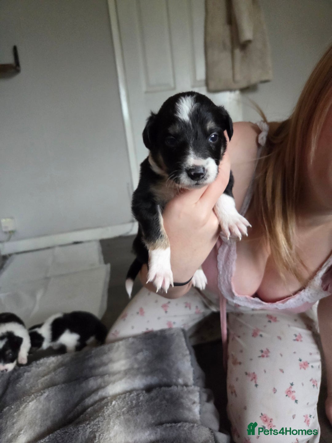 Border Collie dogs for sale: Border collie pups  - Image 3
