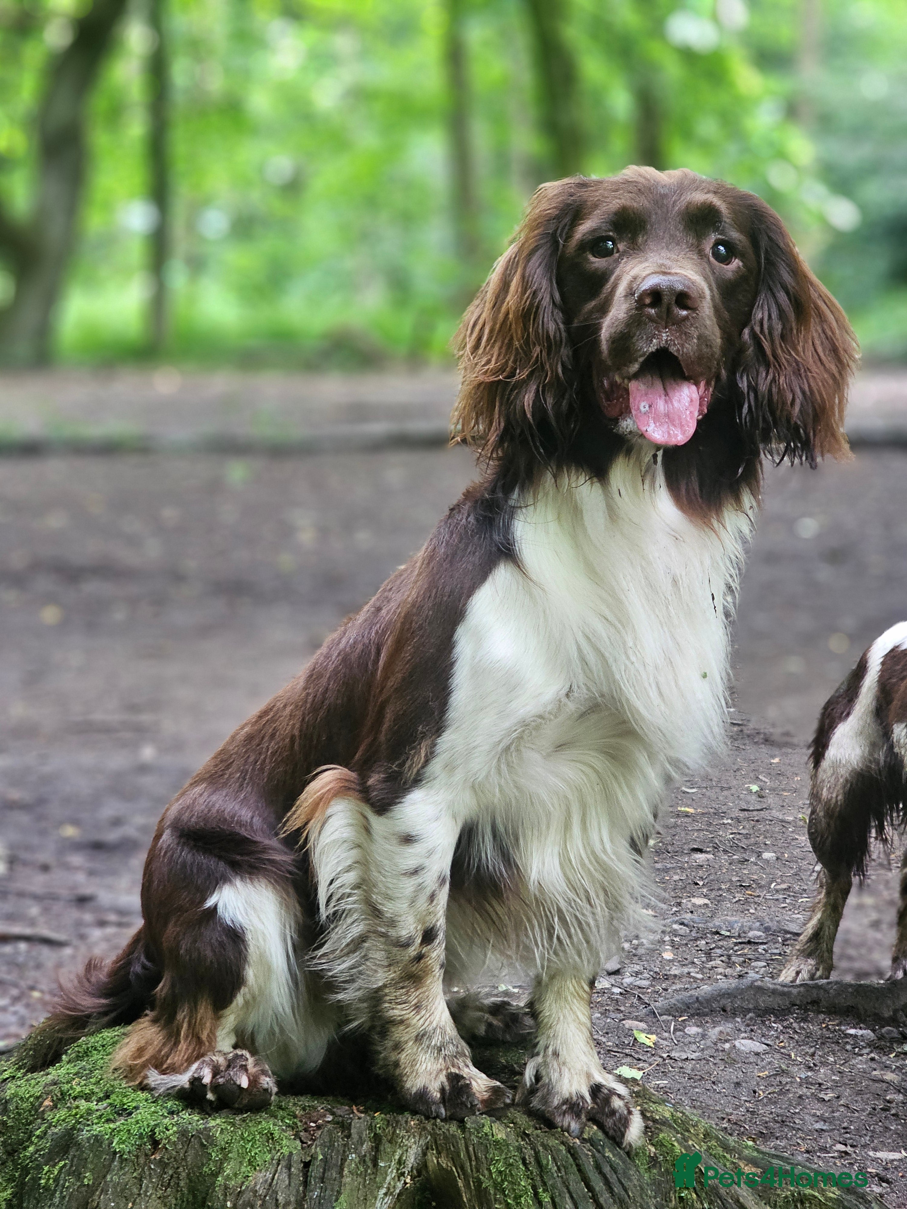 English Springer Spaniel dogs English Springer Spaniel Stud  in Derby - Advert 12