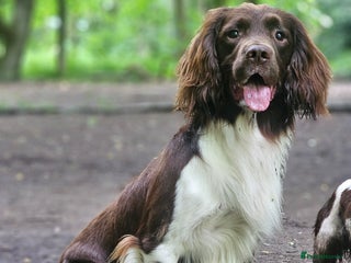 English Springer Spaniel dogs in Derby - Advert 3