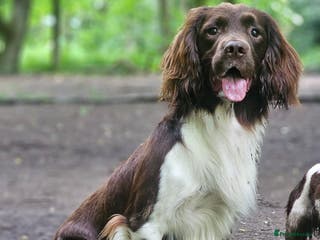 English Springer Spaniel dogs English Springer Spaniel Stud in Derby - Advert 1