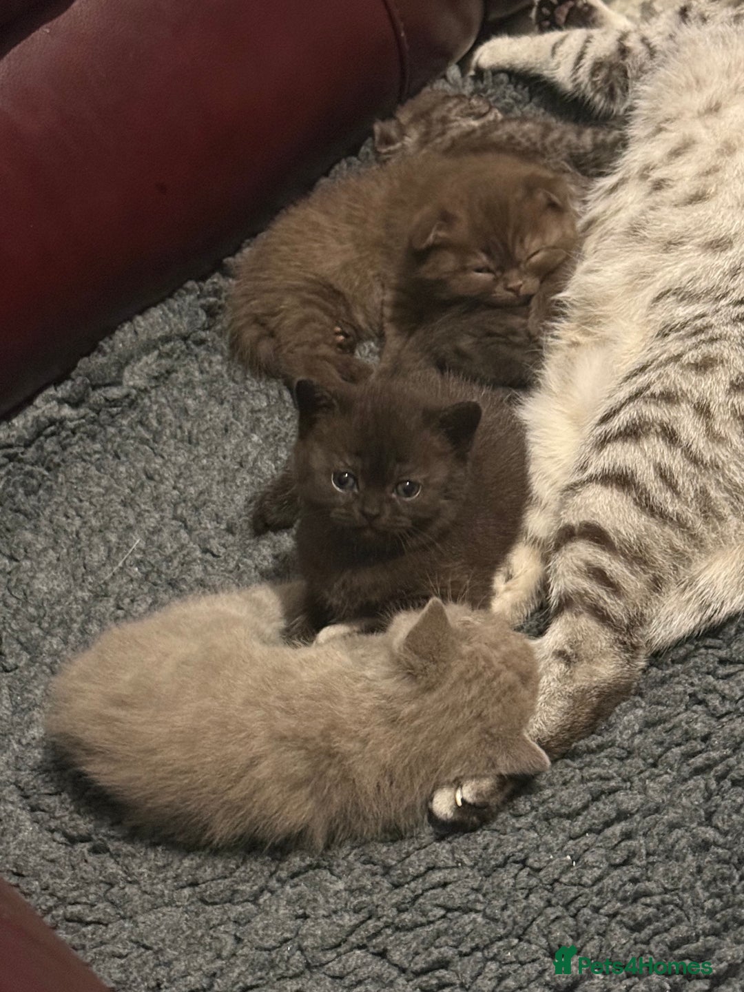British Shorthair cats for sale: Gorgeous British Shorthair/Scottish Fold kittens - Advert 2