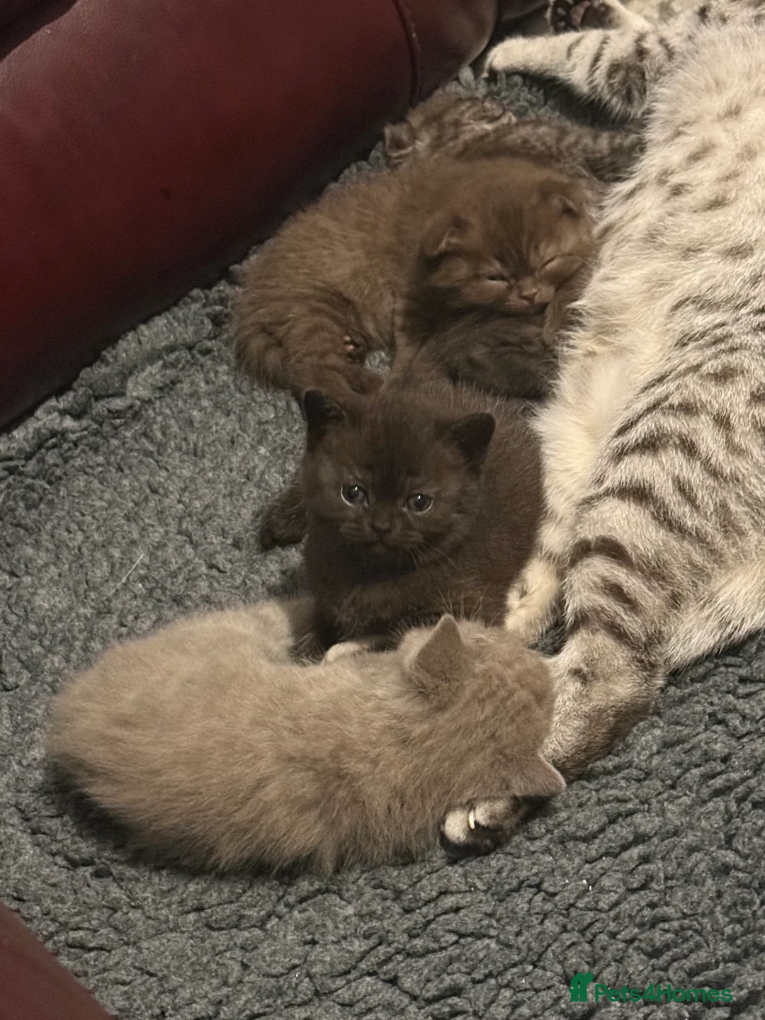 British Shorthair cats for sale: Last kitten - Dark Chocolate BSH - Advert 13