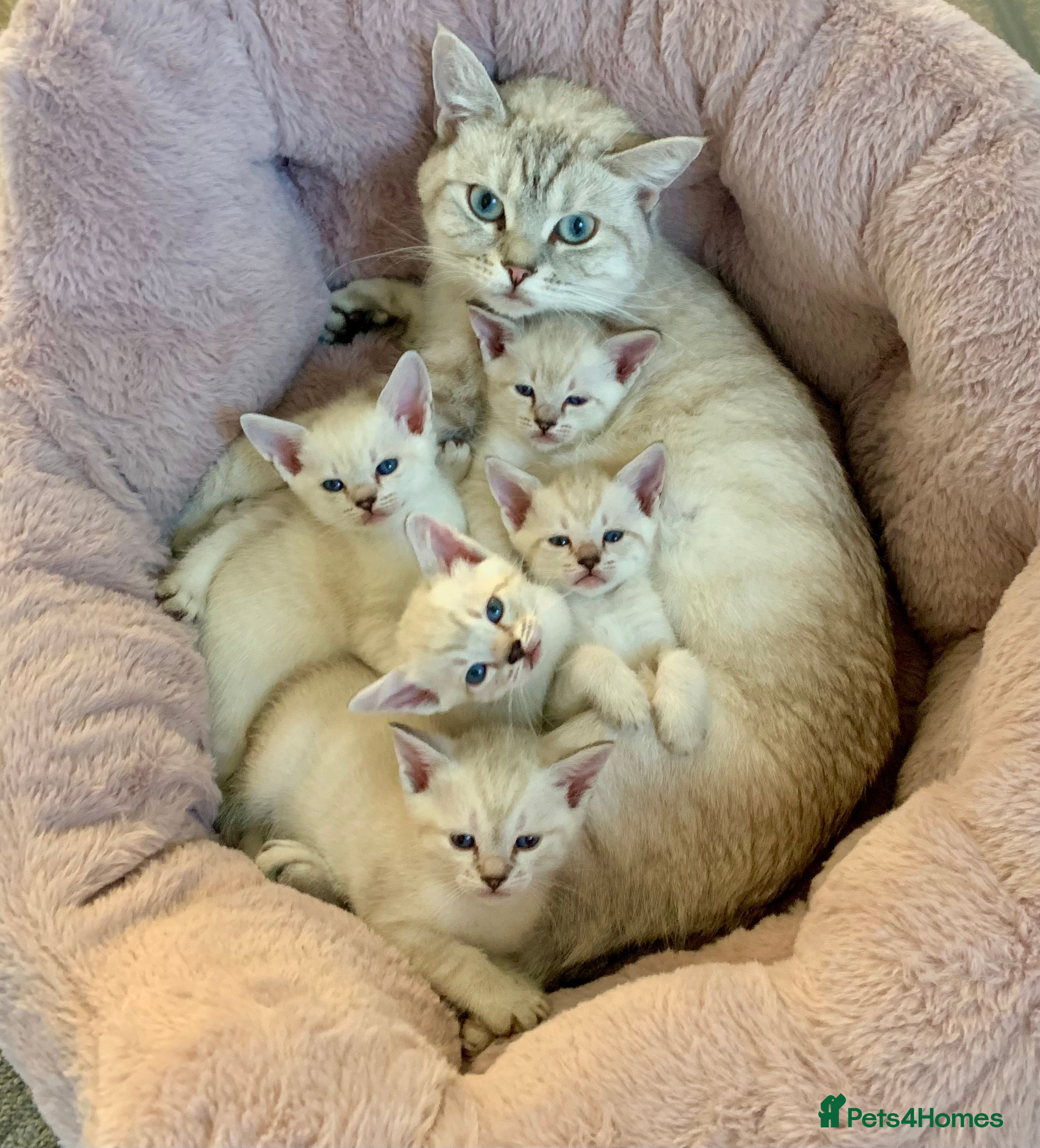 Siamese cats Siamese x Maine coon  - Advert 2