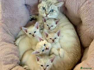 Siamese cats Siamese x Maine coon - Advert 2