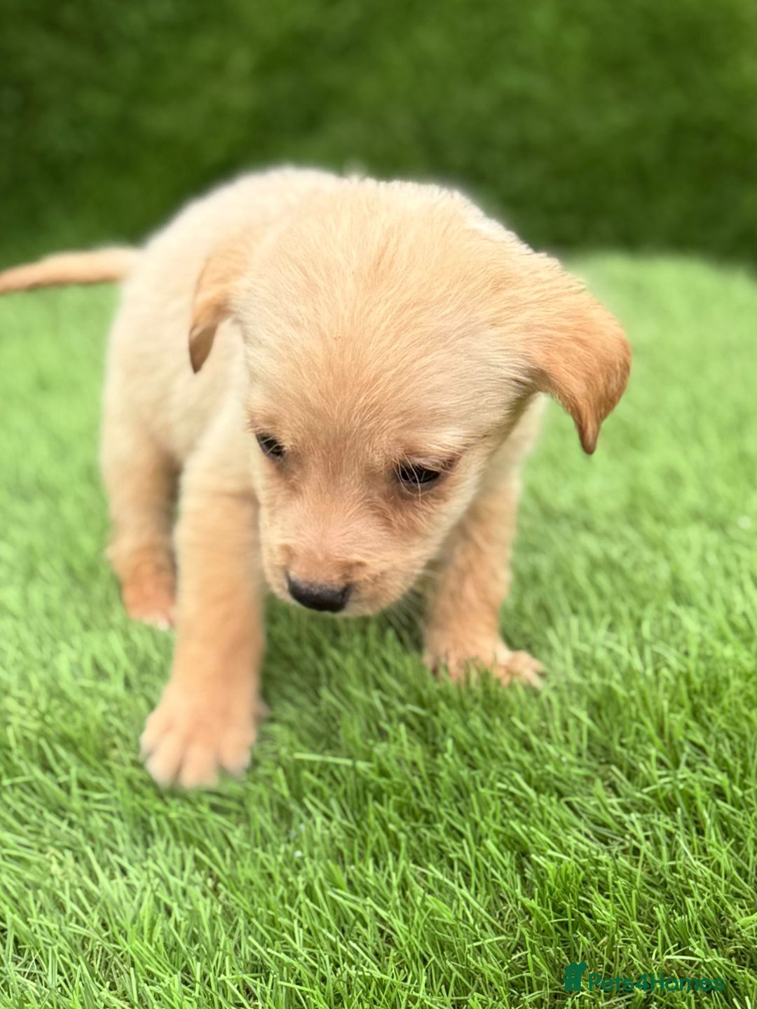 Labrador Retriever dogs for sale: Labrador pups  - Image 29