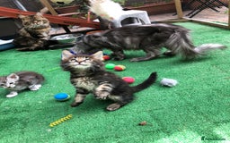 Maine Coon cats for sale: Maincoon kittens ready now  - Image 14