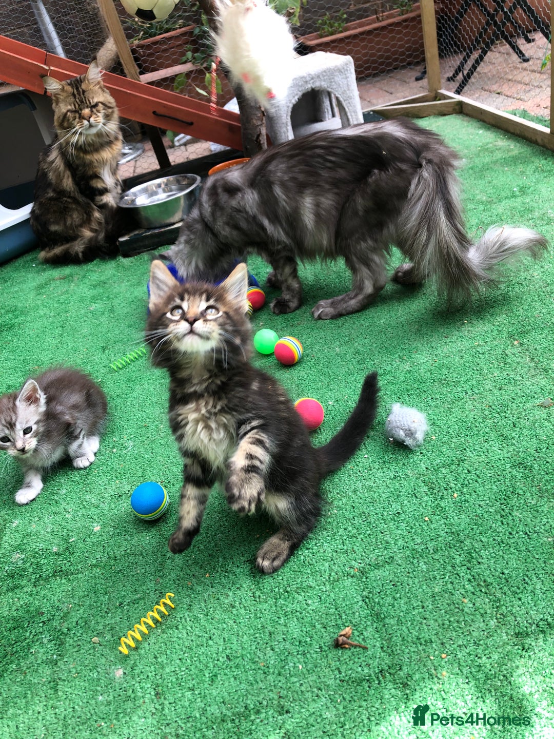 Maine Coon cats for sale: Maincoon kittens ready now  - Image 14