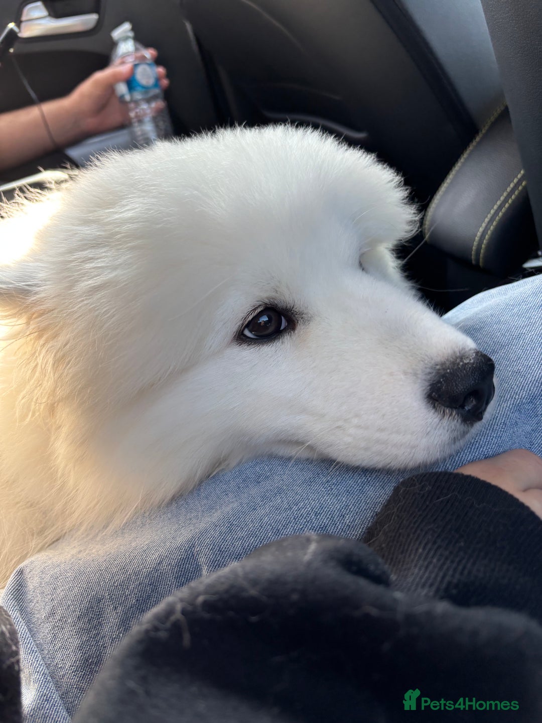 Samoyed dogs for sale: 🐾 Beautiful KC Registered Samoyed – 7 Months Old - Advert 16