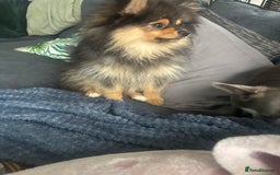 Pomeranian dogs for sale: Beautiful friendly  - Image 2