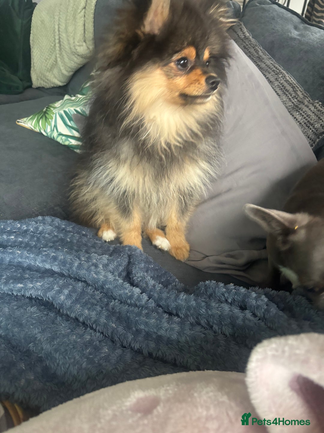 Pomeranian dogs for sale: Beautiful friendly  - Image 2