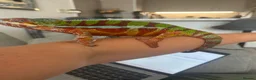 Chameleon reptiles for sale: Male panther chameleon  - Advert 2