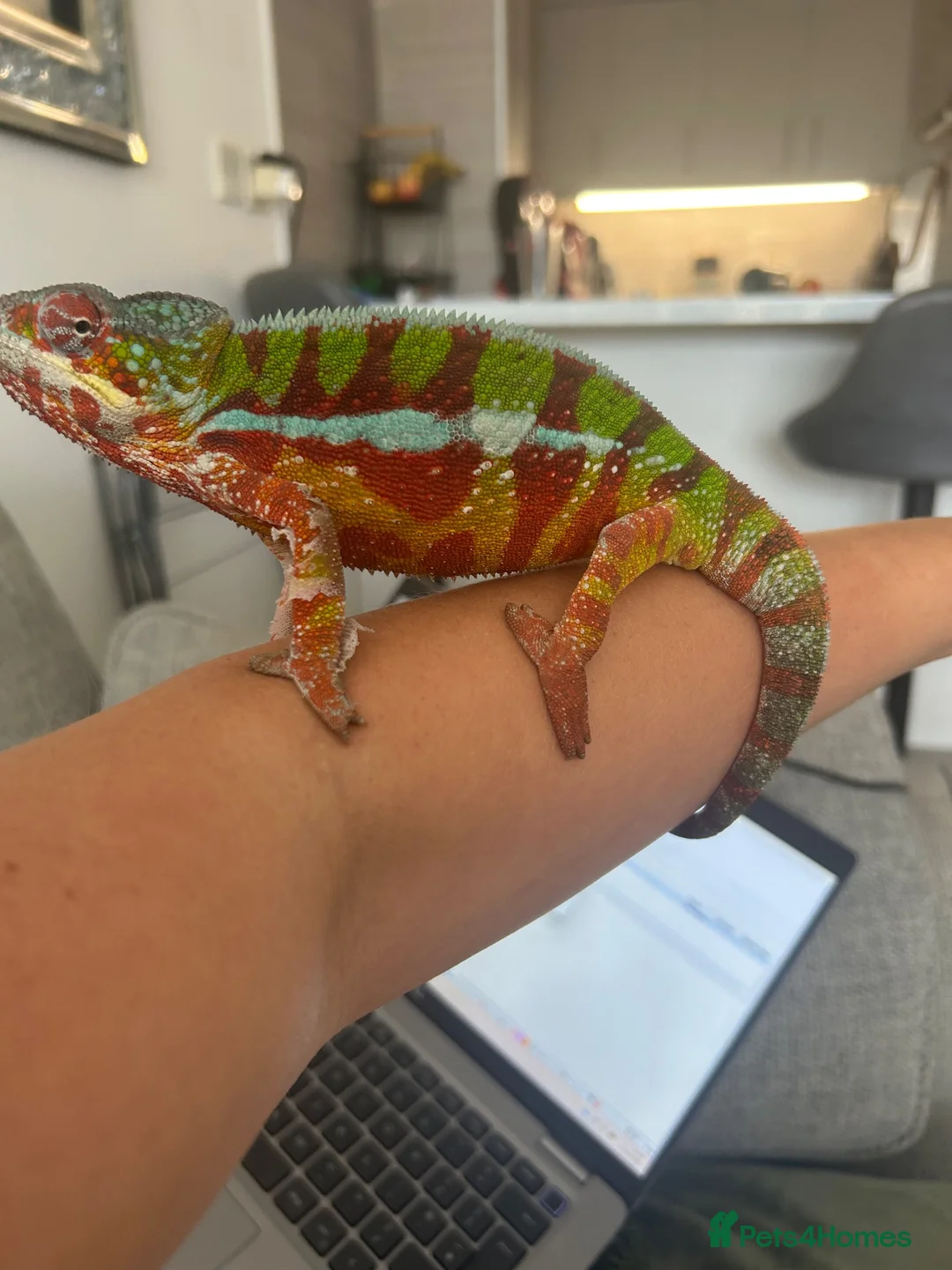 Chameleon reptiles for sale: Male panther chameleon  - Advert 2