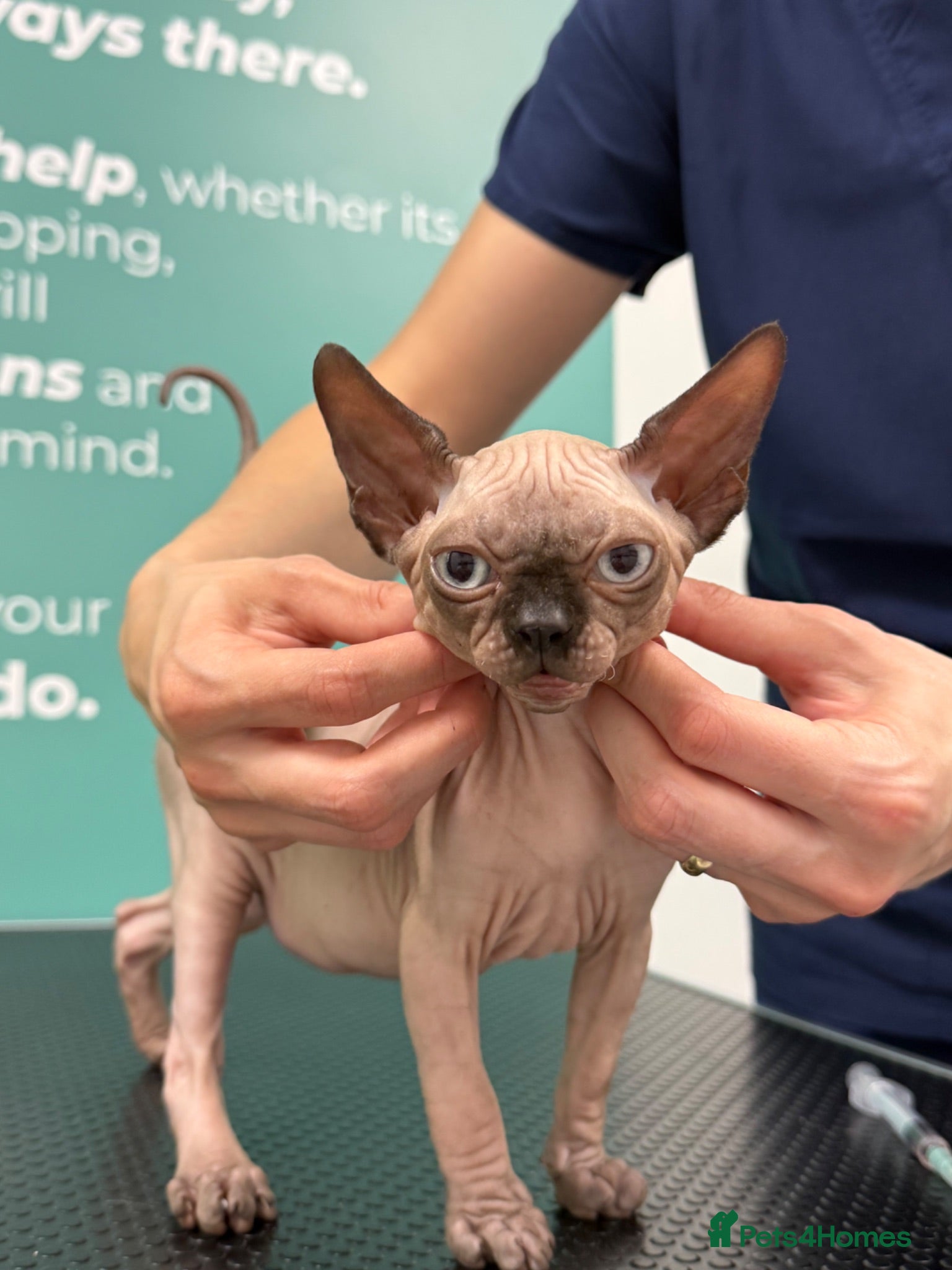 Sphynx cats Horus 😻 Sphynx Boy – Ready for His Home - Advert 1