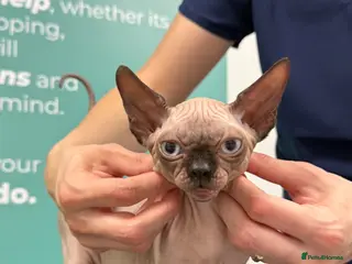 Sphynx cats Horus 😻 Sphynx Boy – Ready for His Home - Advert 1