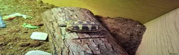 Hermann Tortoise reptiles for sale: Juvenile hermanns tortoise and full set up in Bo'ness - Advert 5