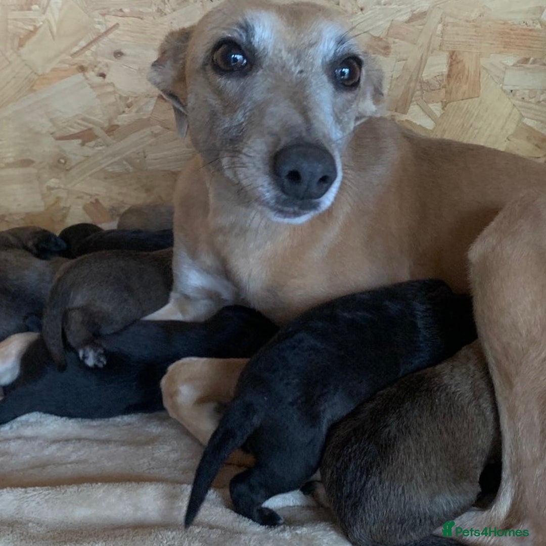 Mixed Breed dogs for sale: Bedlington whippet puppies - Image 31