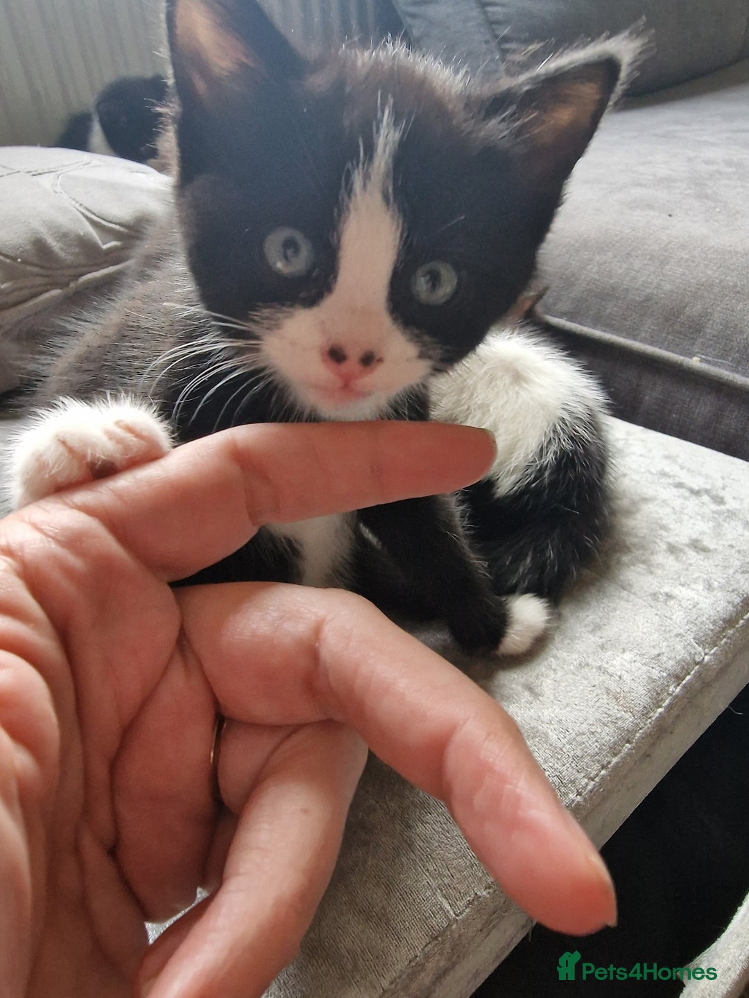 Mixed Breed cats for sale: 5 Gorgeous Tuxedo Kittens - Image 7