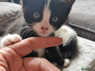 Mixed Breed cats for sale: 1 Gorgeous Tuxedo Girl and 1 male Tuxedo Boy - Advert 1