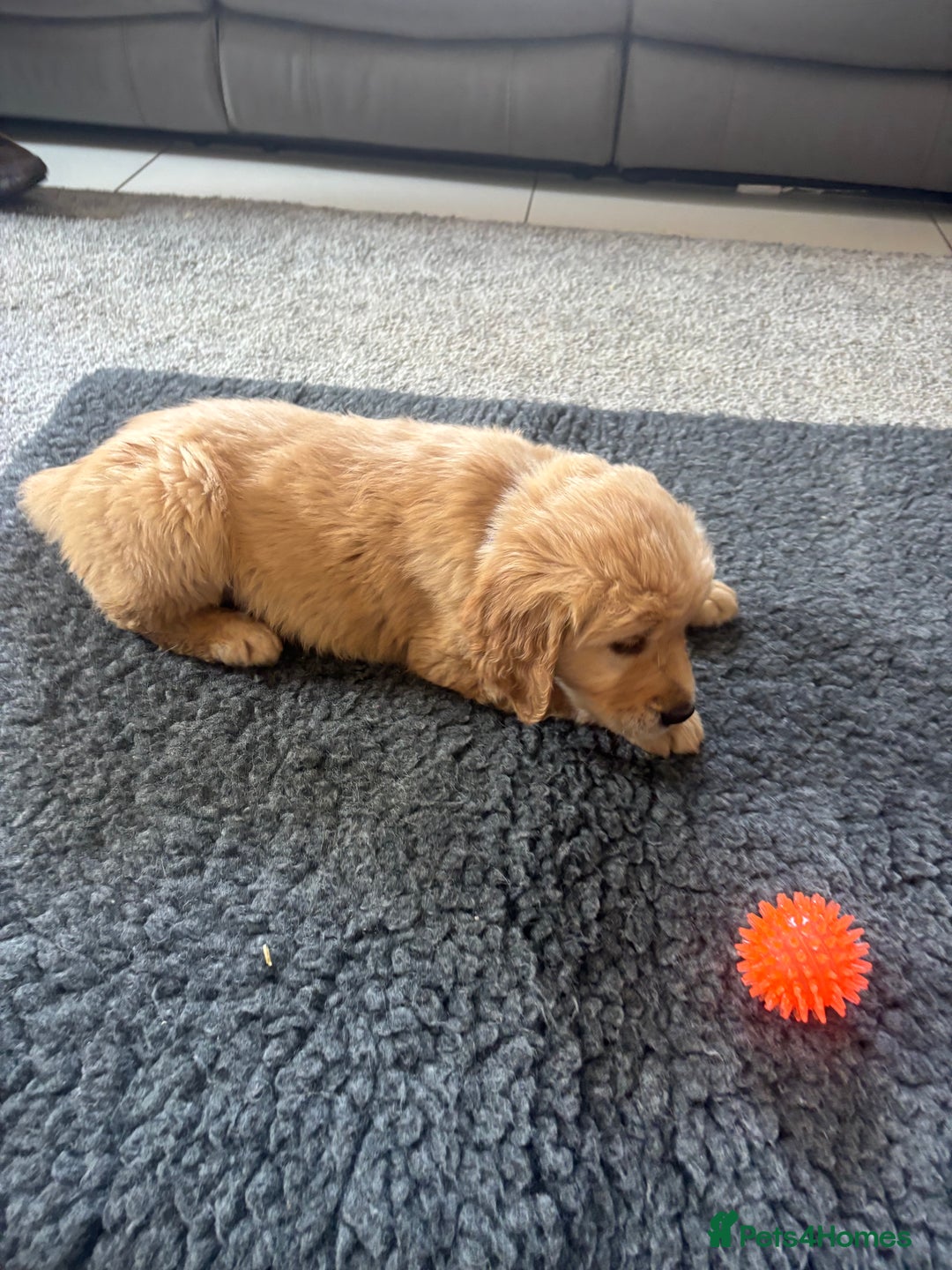 Golden Retriever dogs for sale: Beautiful Golden Retriever puppies - Image 4