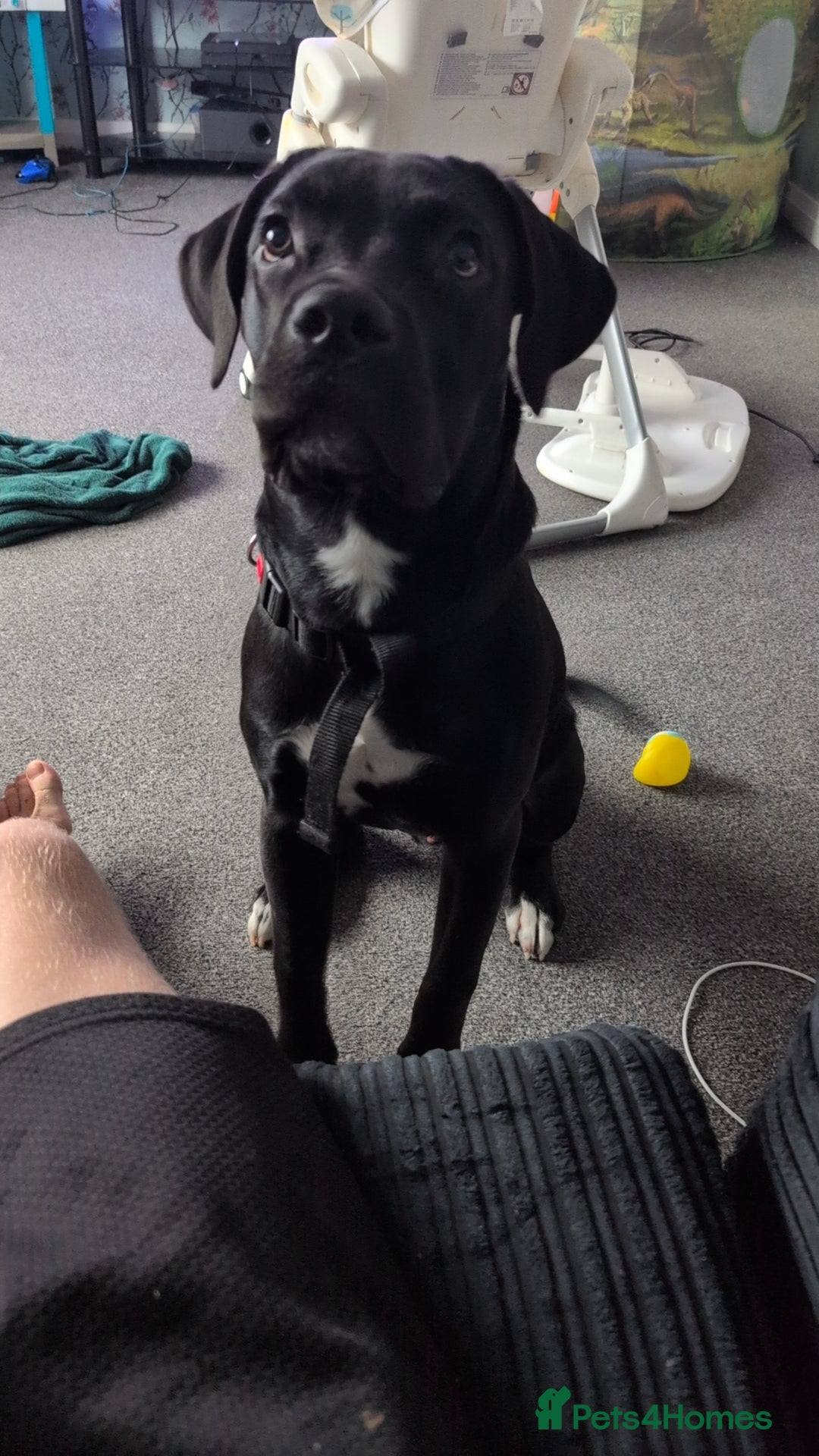 Mixed Breed dogs for sale: Needs a loving home  - Image 10