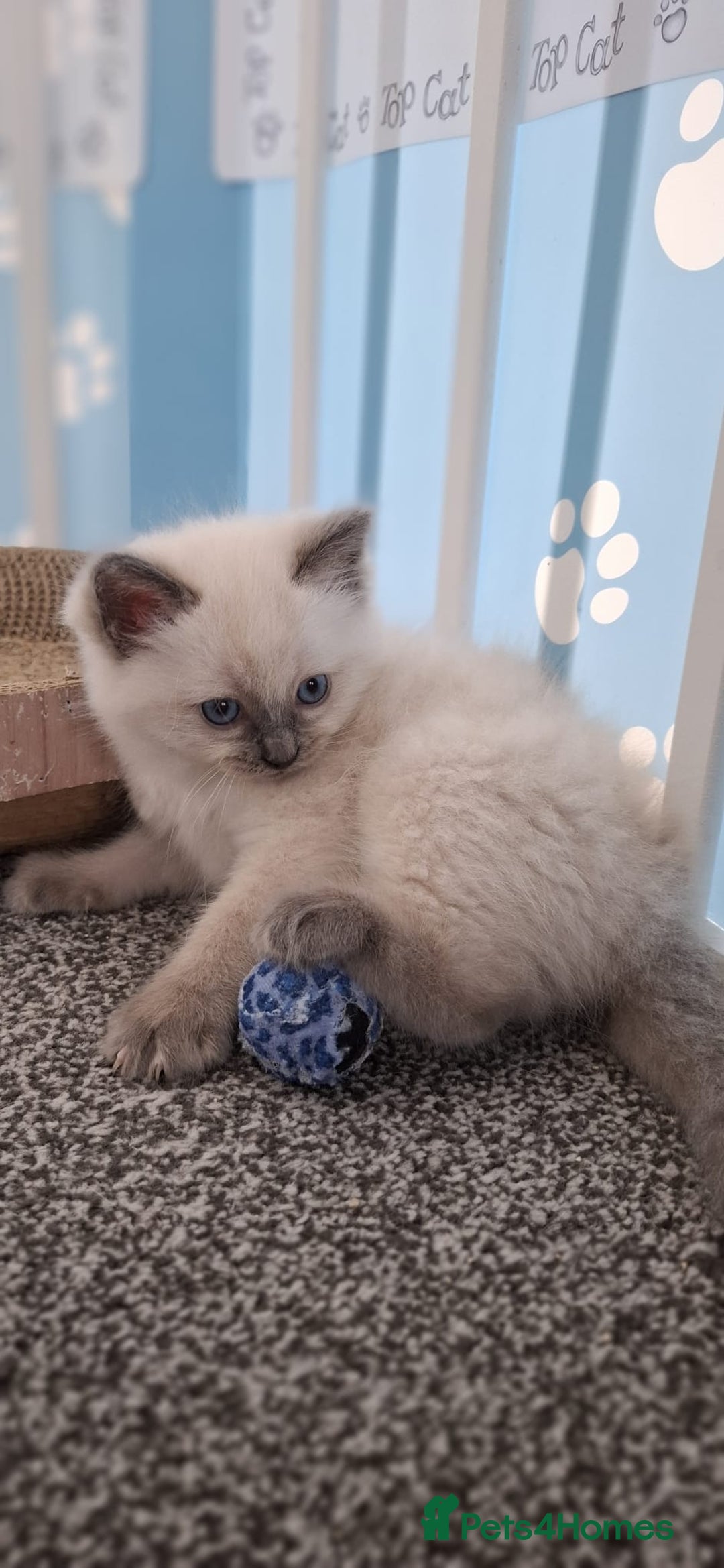 Ragdoll cats for sale: Beautiful Ragdolls 4 boys and 2 girls  - Image 20