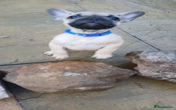 French Bulldog dogs for sale: Quality standard french bulldogs.  - Advert 10