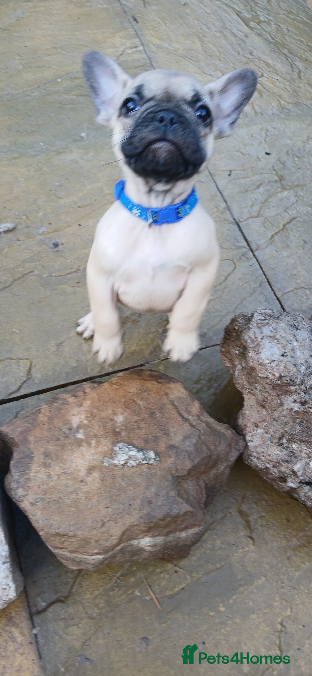 French Bulldog dogs for sale: Quality standard french bulldogs.  - Advert 10