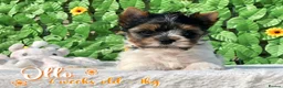 Yorkshire Terrier dogs for sale: One boy left Biewer Terriers! - Advert 11
