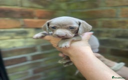 Miniature Dachshund dogs for sale: Stunning Mini Dachshund*1 LH Boy & 1 SH Girl left* - Image 25
