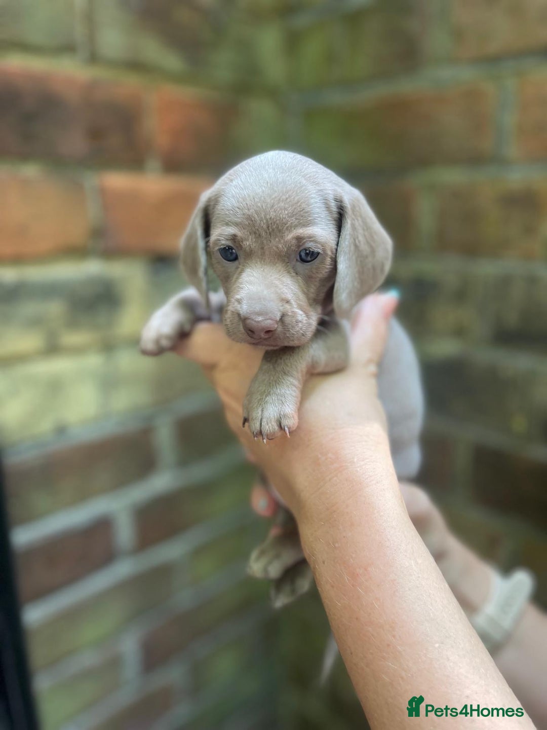 Miniature Dachshund dogs for sale: Stunning Mini Dachshund*1 LH Boy & 1 SH Girl left* - Image 25