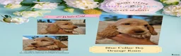 Cocker Spaniel dogs for sale: Pedigree Orange Roan and Golden Puppies - Advert 3