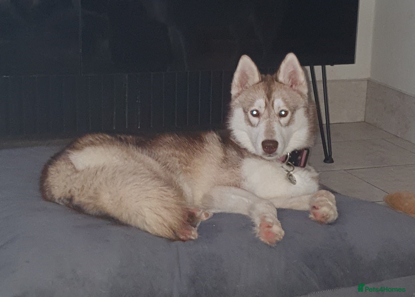 Siberian Husky dogs Kc registered female. Genuine enquiries only - Advert 13