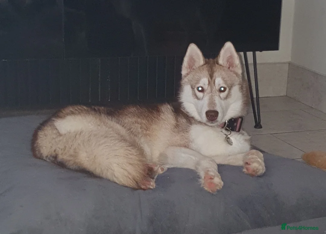 Siberian Husky dogs for sale: Kc registered female. Genuine enquiries only - Advert 1