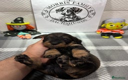 Miniature Dachshund dogs for sale: Stunning miniature wire haired dachshunds  - Image 4