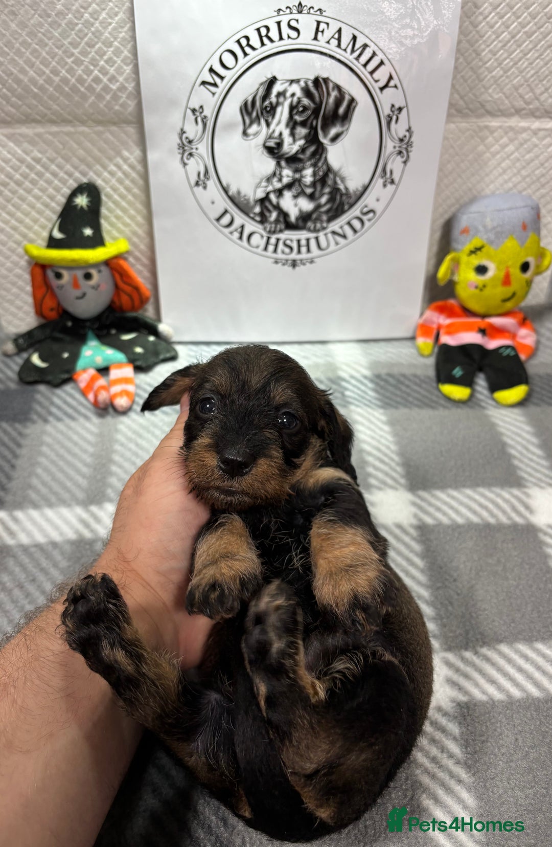Miniature Dachshund dogs for sale: Stunning miniature wire haired dachshunds  - Image 4
